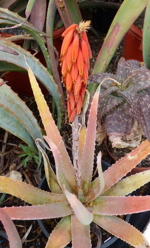 Aloe Pophyrostachys ssp. koenenii (484x800).jpg