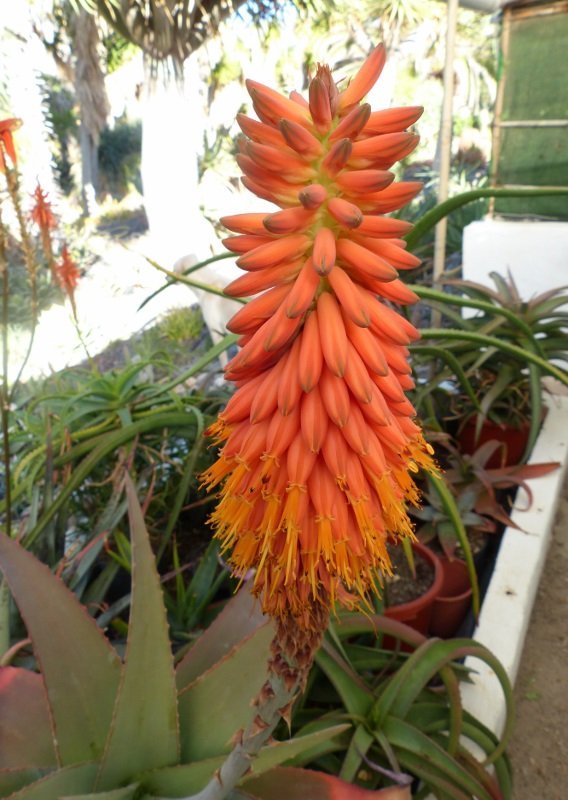 Aloe pseudorubroviolacea, Blüte (568x800).jpg