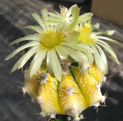 Astrophytum hybrid twilight