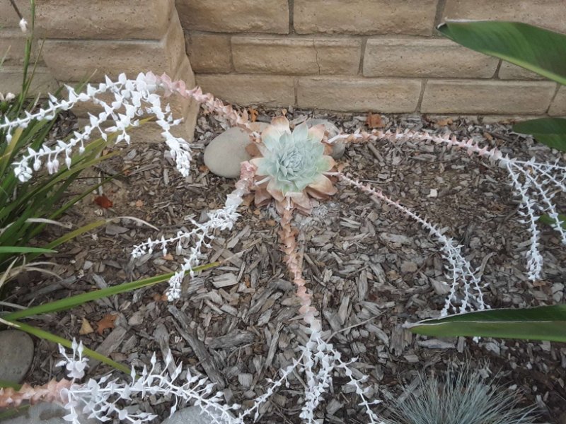 Dudleya pulverulenta