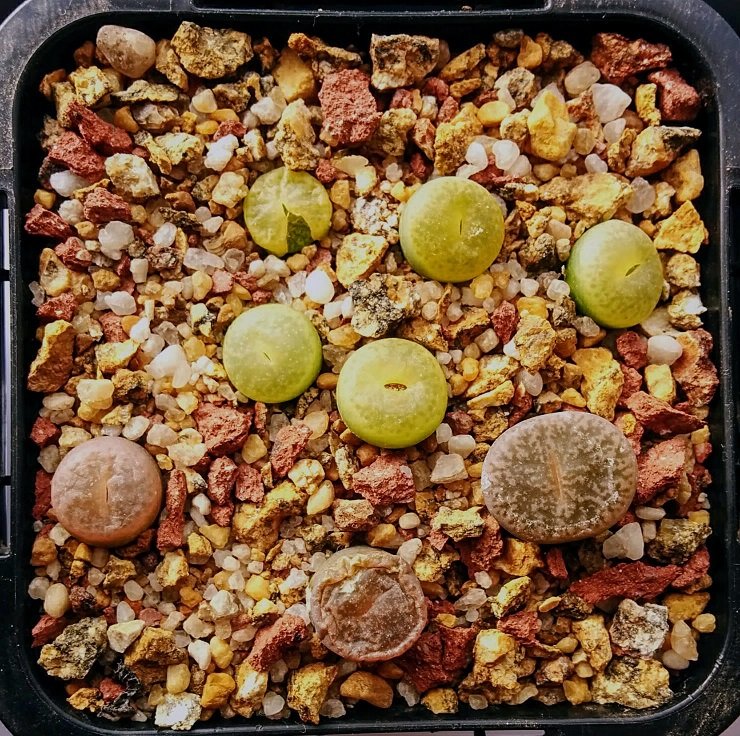 Lithops leslei 'albanica' and some other randoms
