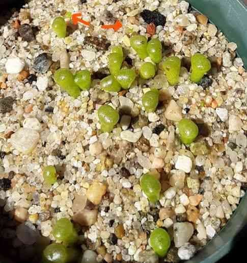 Lithops with Dinteranthus wilmotianus