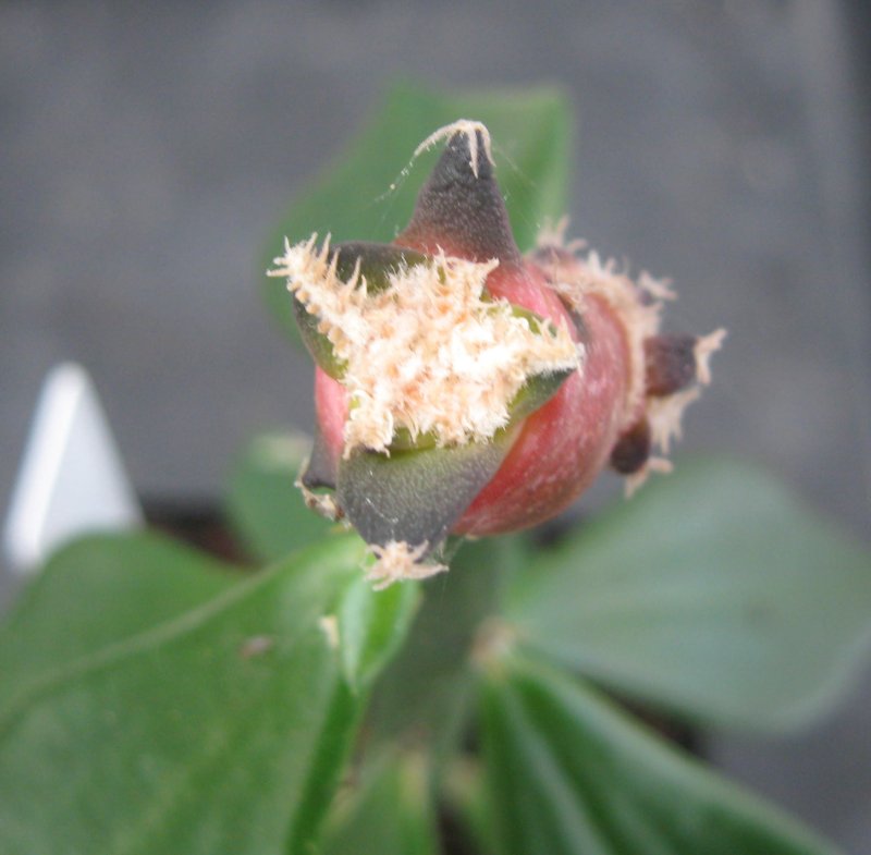 Grafted A. pectinatus seedling