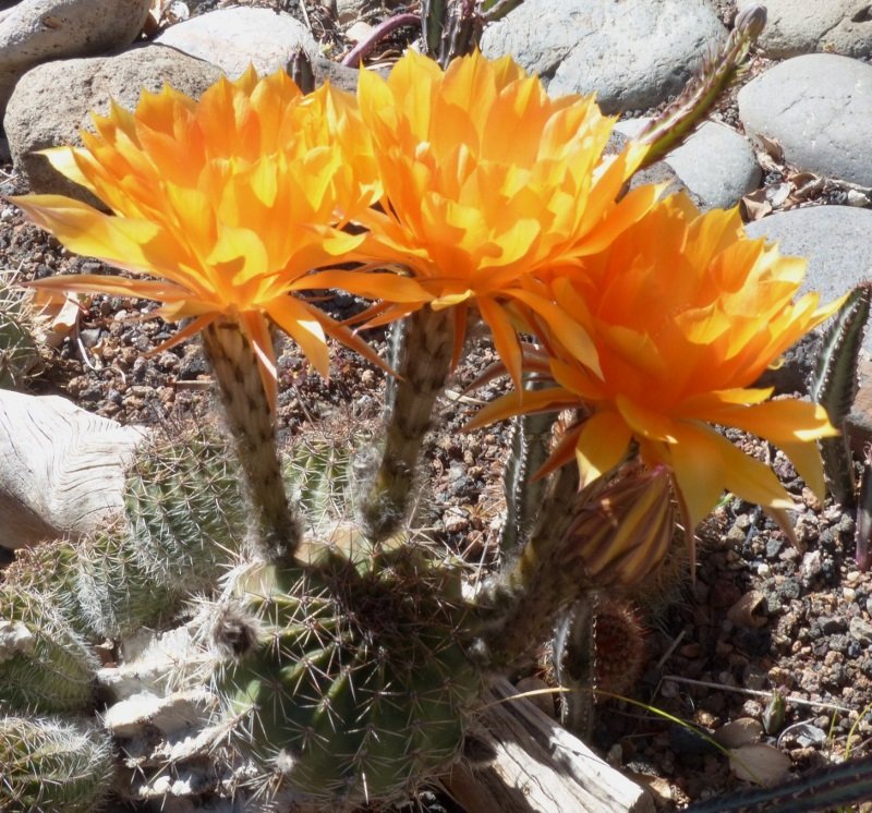 Echinopsis Hybride,orange 2 (800x746).jpg