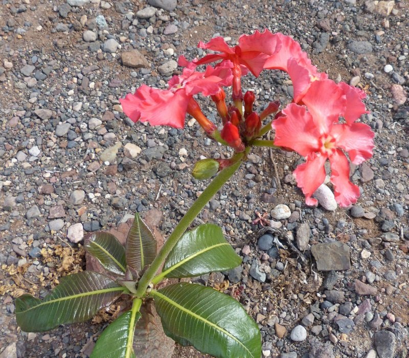 Pachypodium baronii, Blüte, Frucht (800x701).jpg