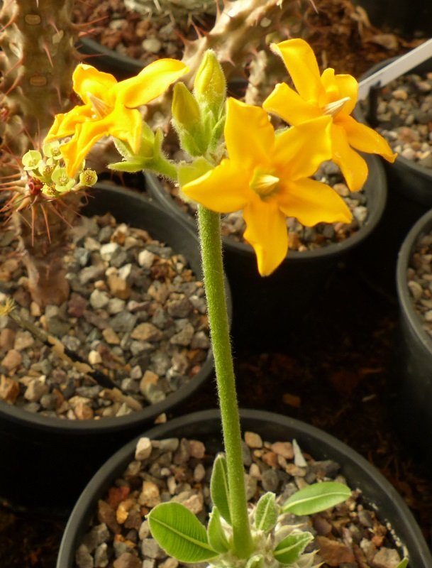 Pachypodium densiflorum (2) (609x800).jpg