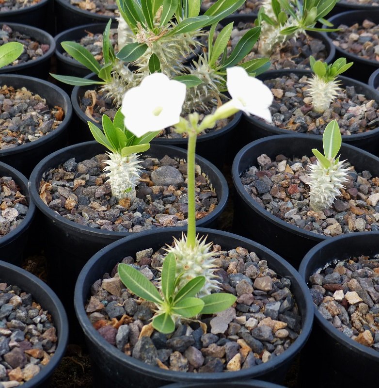 Pachypodium eburneum (782x800) (782x800).jpg