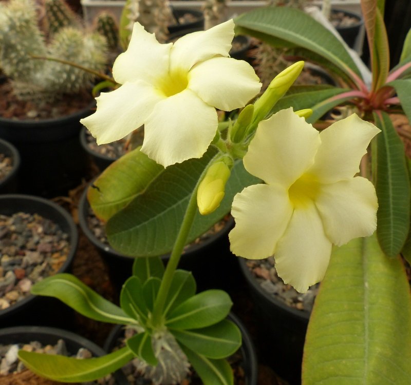 Pachypodium enigmaticum (800x751) (800x751).jpg