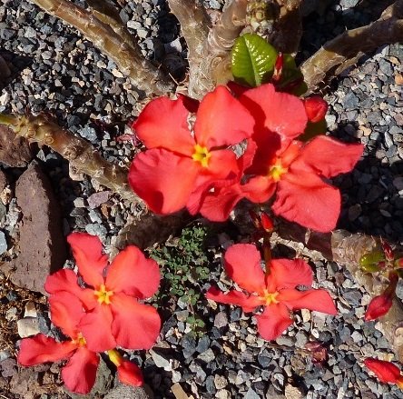 Pachypodium windsorii, Blüten (787x800) (787x800).jpg