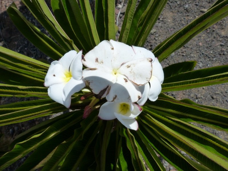 Pachypodium menabeum , Blüten 1 (800x600).jpg
