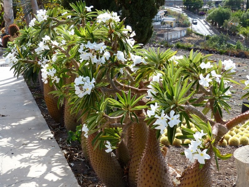 Pachypodium lamerei, Blüten 9.14 (800x600).jpg