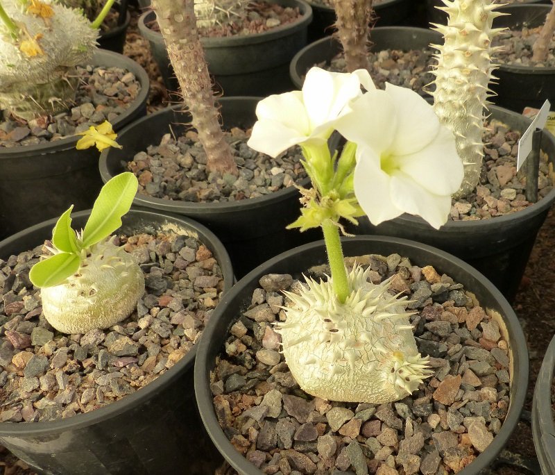 Pachypodium rosul. ssp makayense (800x684).jpg