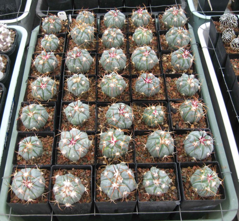 Echinocactus horizonthalonius