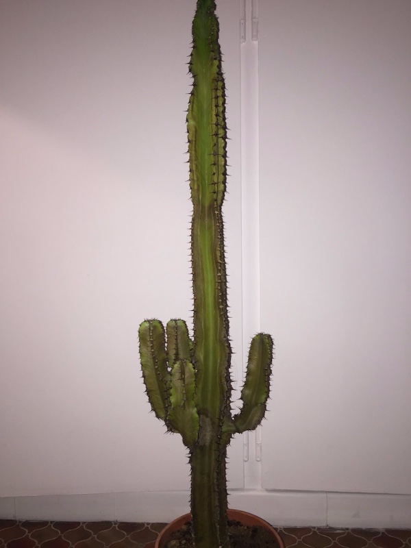 The cactus