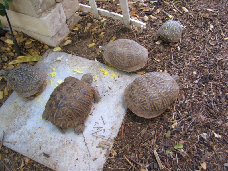 Box Turtles2.JPG