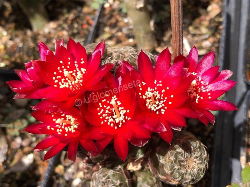 Rebutia sp. (Can anyone help me ID this?)