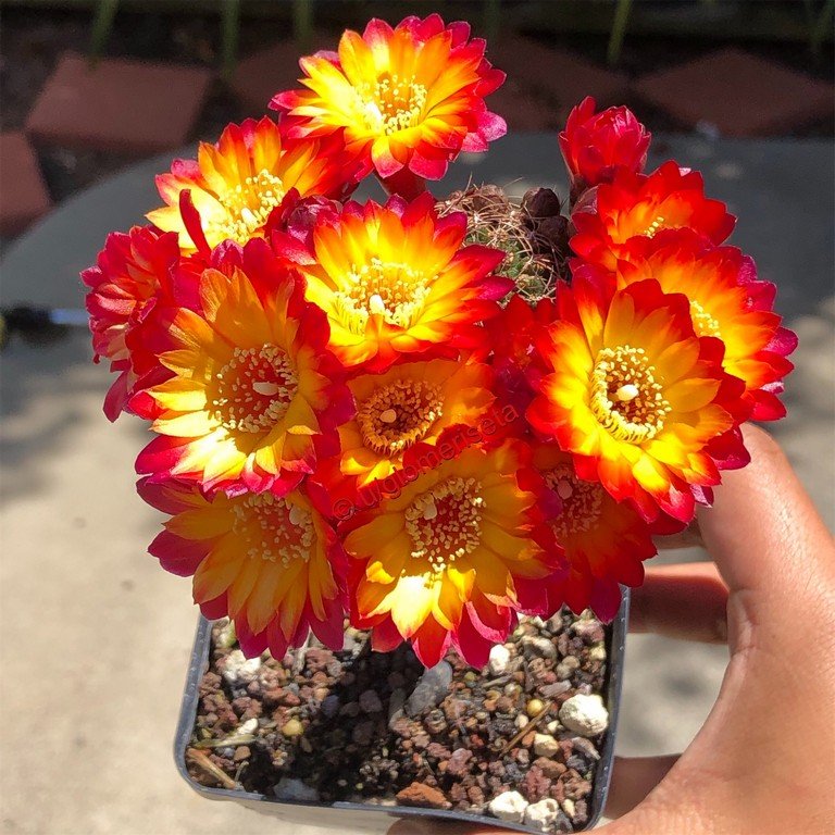 Sulcorebutia 'Bicolor'