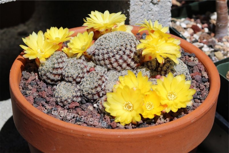 Sulcorebutia langeri