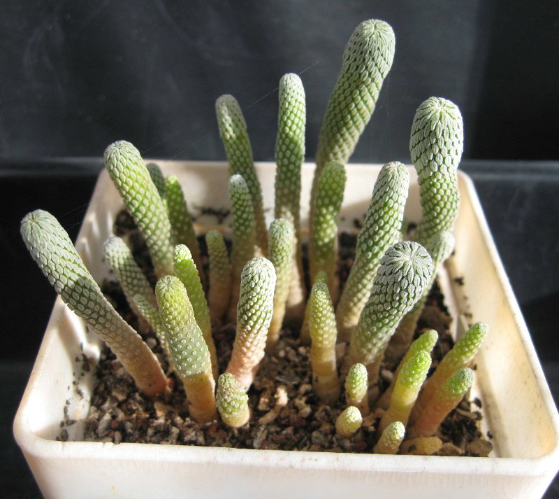 P. aseliformis seedlings in 10 cm square pot