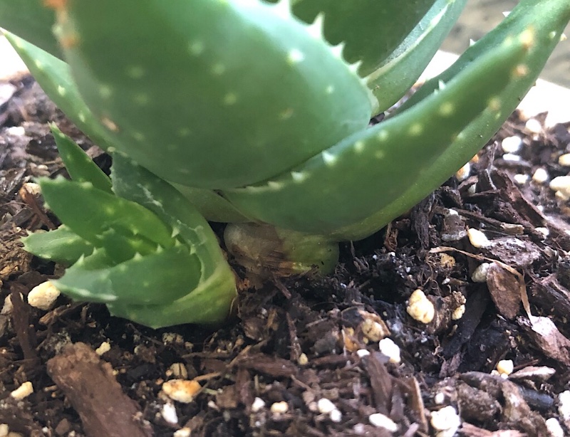 Aloe stem turning brown