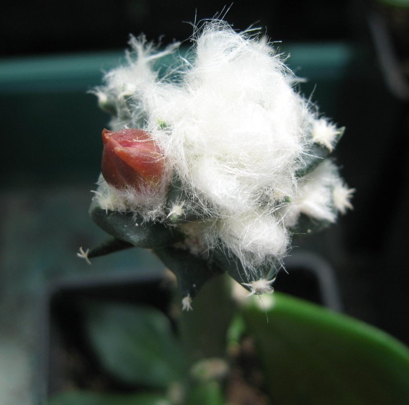 A. red flowering trigonus