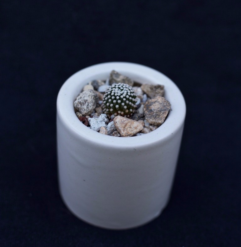 Mammillaria luethyi