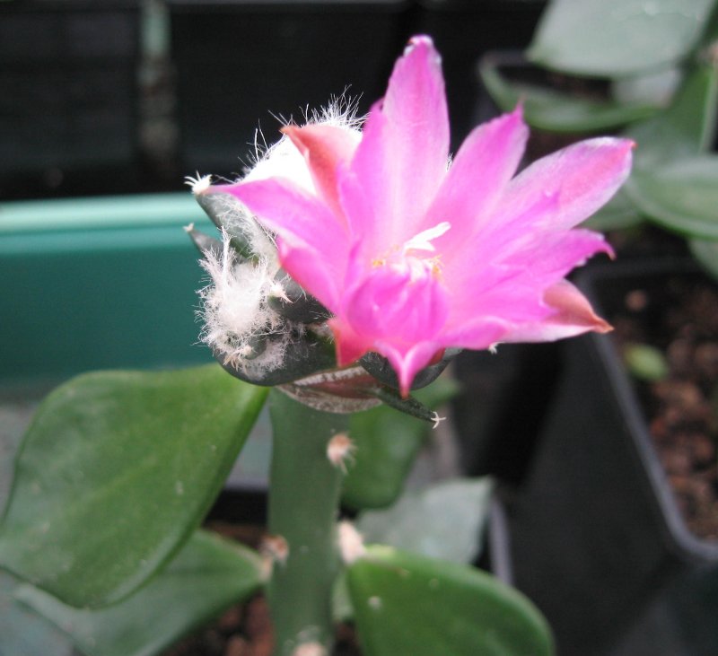 A. red flowering trigonus