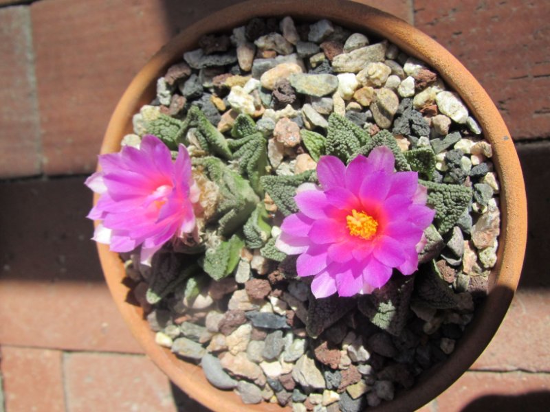 Ariocarpus flower