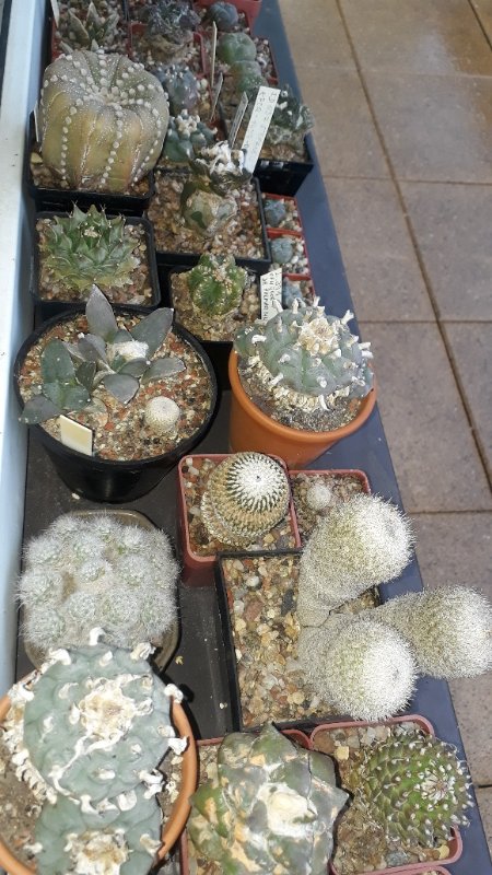 My plants