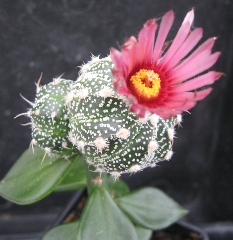 Astrophytum hybrid