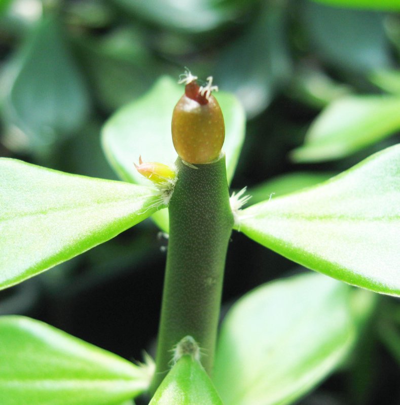 A. fissuratus cv godzilla