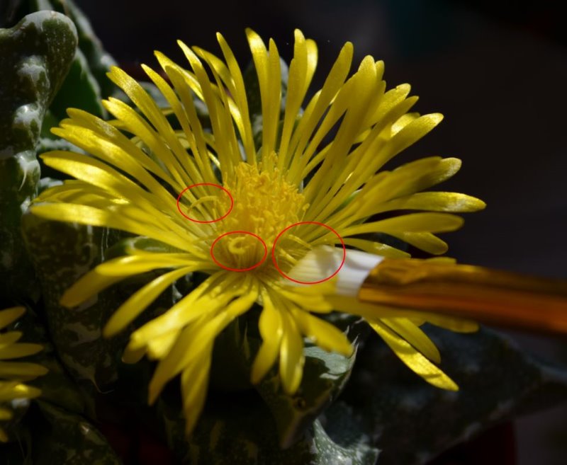 Faucaria_stamen.JPG