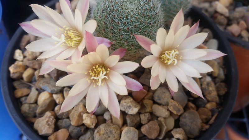 new cactus 3 pink flowers resized.jpg