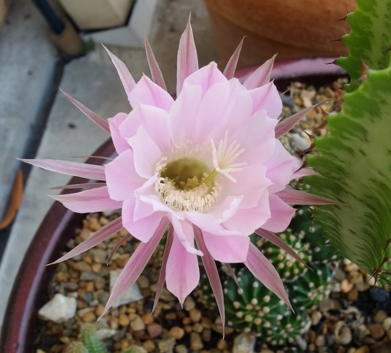 easter lilly cactus flower 291019 resized.jpg