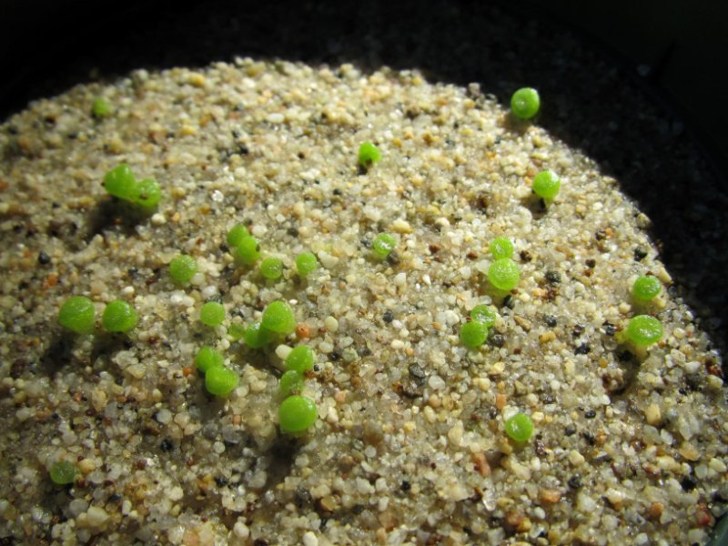 Conophytum seedlings