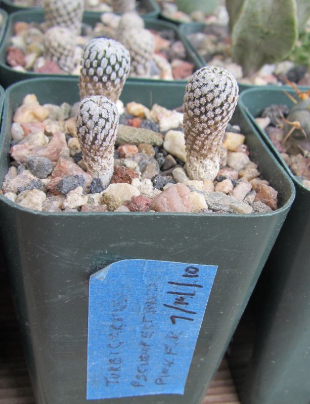 turbinicarpus pseudopectinatus