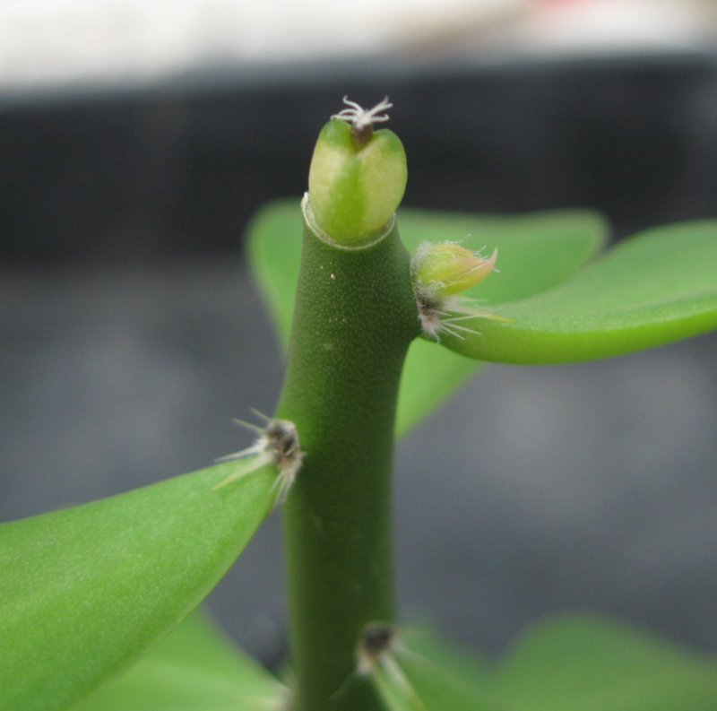 Variegated godzilla seedling