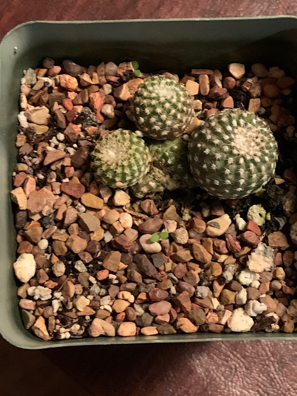 Copiapoa lauii