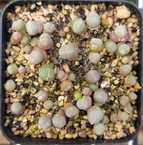 lapidaria01.jpg