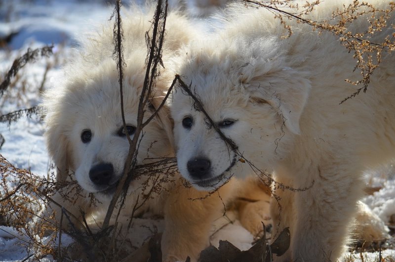 Pups_weed.jpg