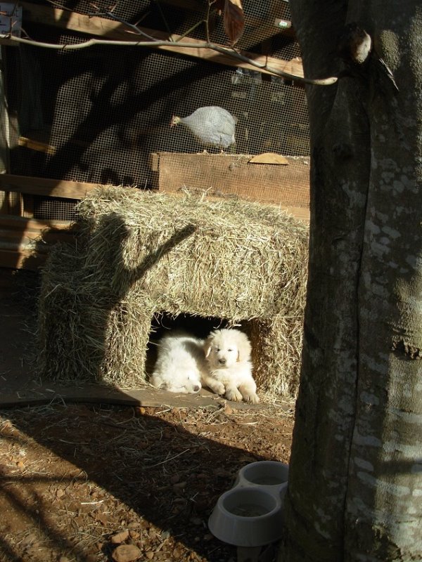 Next Day Accommodations_ Being Checked Out By Guinea Fowl.jpg