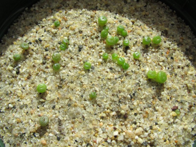 conophytm seedlings