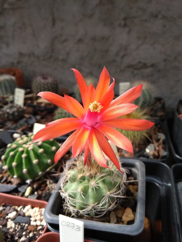 Matucana krahnii