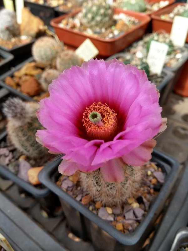 Echinocereus fitchii