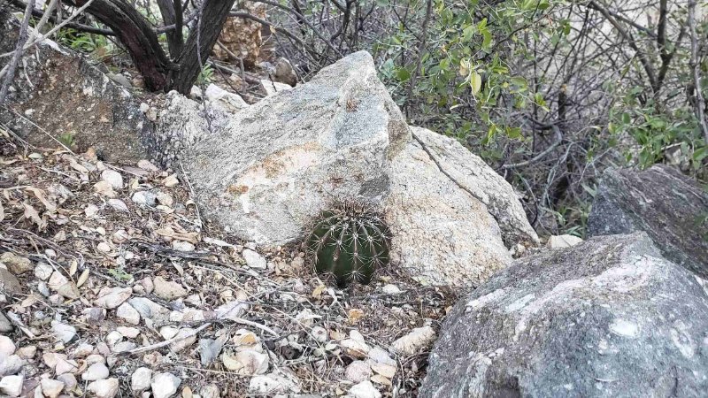 Young Saguaro