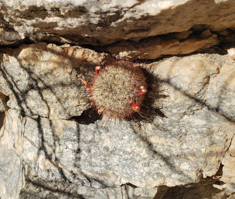 Mammillaria grahmii