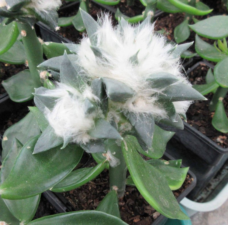 A. red flowering trigonus