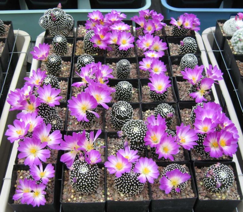 Rooted Mammillaria luethyi off-sets