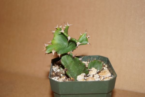 CactiGuide1.JPG