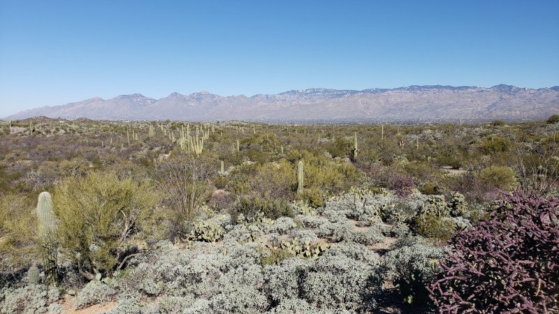 Saguaro Park vista with Tucson in the background